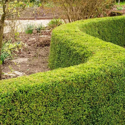 Lonicera 'nitida' Honeysuckle Hedge
