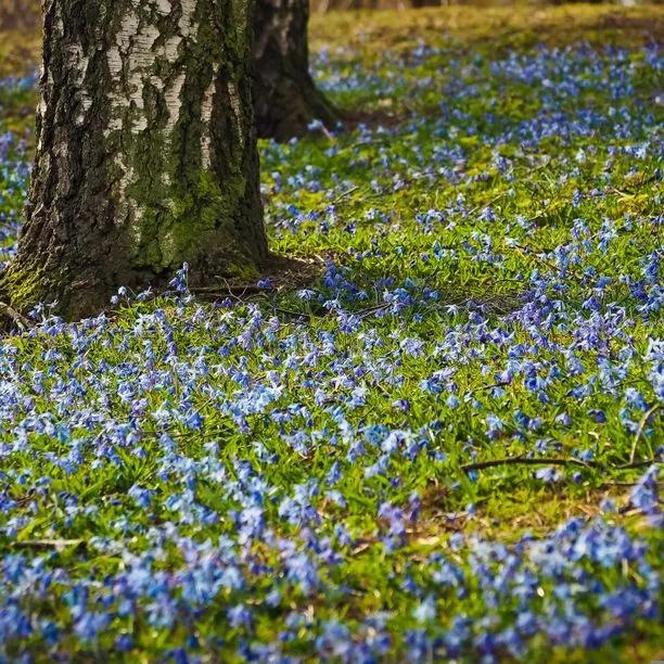 Siberian Squill Flowers carpeting the ground around silver birch trees