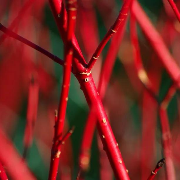 Sibirica Dogwood Bark