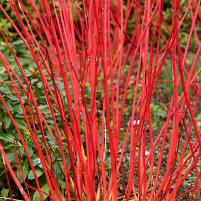 Sibirica Dogwood Winter Bark