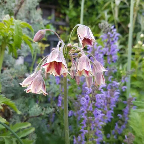 Sicilian Honey Garlic Allium Flowering in a Perennial Border