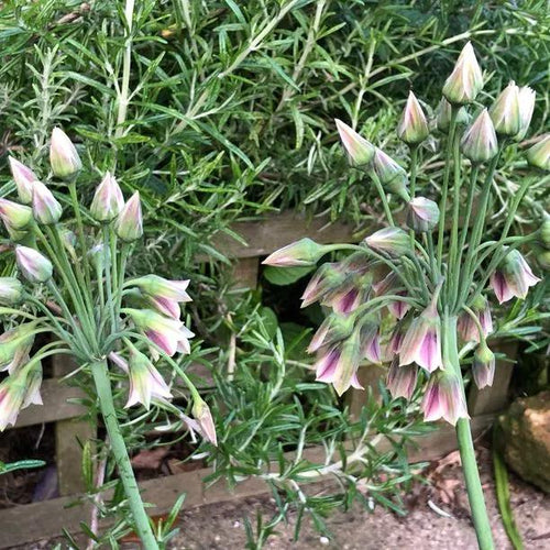Sicilian Honey Garlic Allium Flowers in Spring