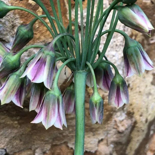 Sicilian Honey Garlic Flowerhead