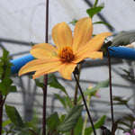 Bishop of York Yellow Dahlia Flower