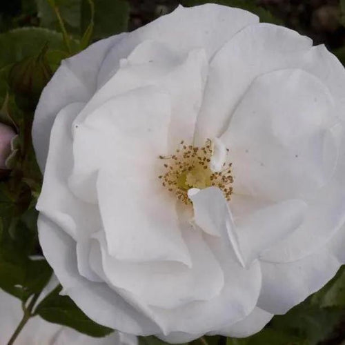 Silver Anniversary Hybrid Tea Rose Flowers