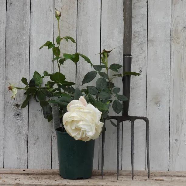 Silver Anniversary Potted Rose in flower