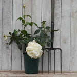 Silver Anniversary Potted Rose in flower