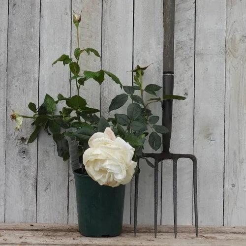 Silver Anniversary Potted Rose in flower