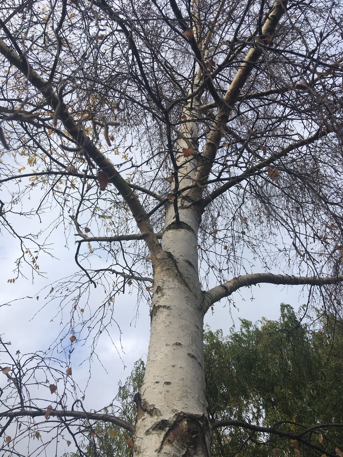 Silver Birch Sapling Trees