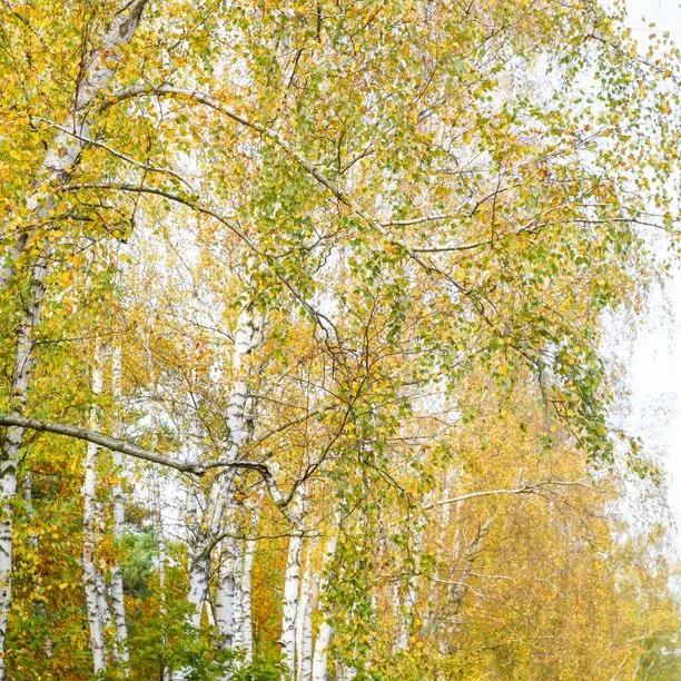 Mature Silver Birch Trees