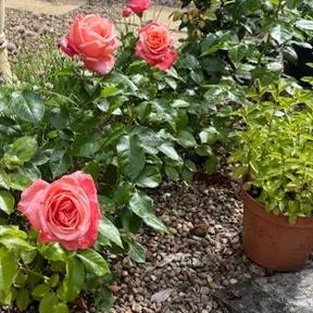Silver Jubilee Roses in Cynthia's Garden