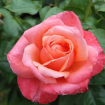 Silver Jubilee Hybrid Tea Rose Flowers