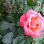 Silver Jubilee Hybrid Tea Rose Flowers