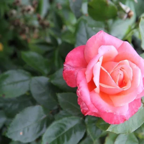 Silver Jubilee Hybrid Tea Rose Flowers