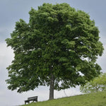 Mature Silver Lime Tree on a hill in Summer