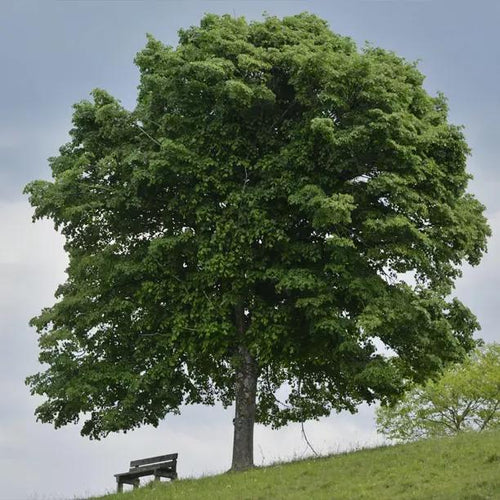 Mature Silver Lime Tree on a hill in Summer