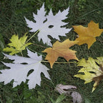 Silver Maple fallen autumn Leaves