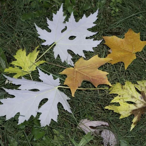 Silver Maple fallen autumn Leaves