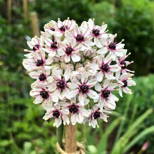 Silver Spring Allium Flowers