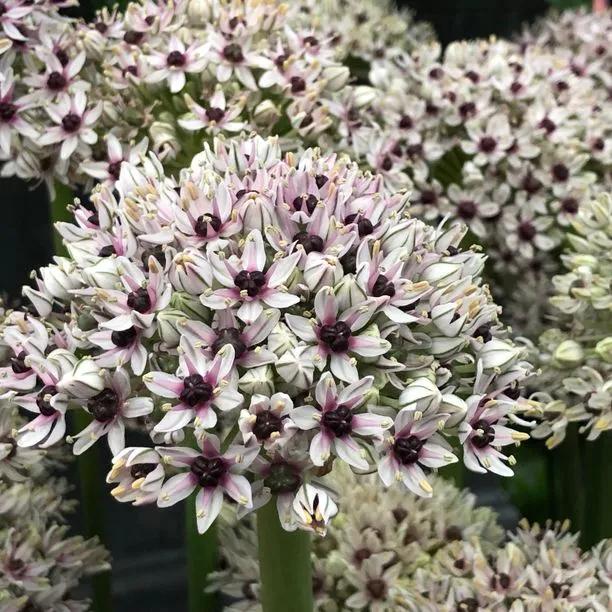 Silver Spring Allium Flowers