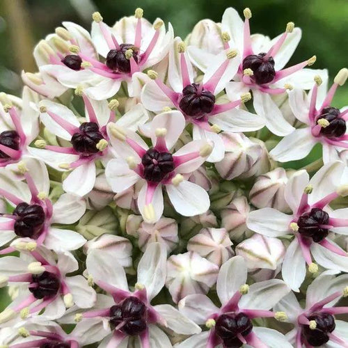 Silver Spring Allium Flowers