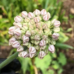 Silver Spring Allium Flowers