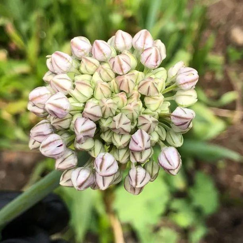 Silver Spring Allium Flowers