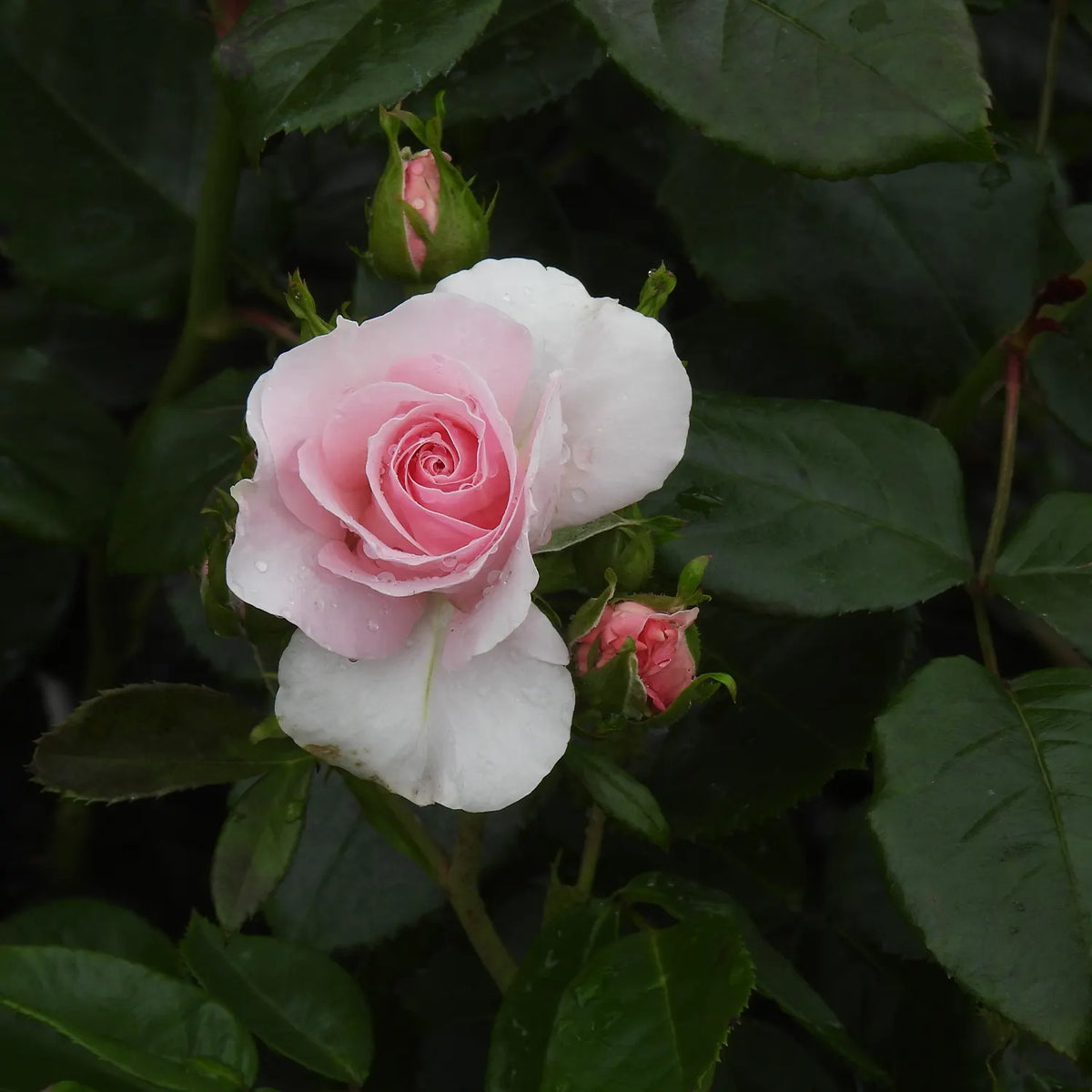 Pink Silver Wedding rose with green leaves on a dark background