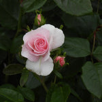 Pink Silver Wedding rose with green leaves on a dark background