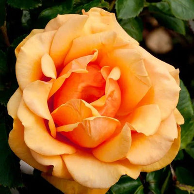 Simply The Best Hybrid Tea Rose Flowers