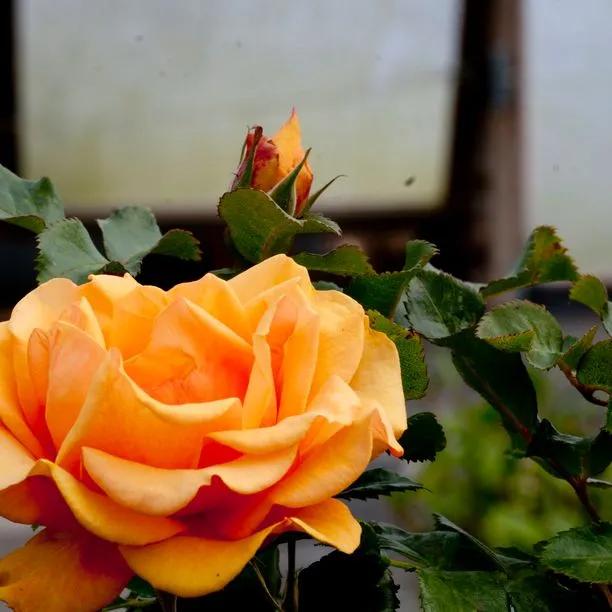 Simply The Best Hybrid Tea Rose Flowers