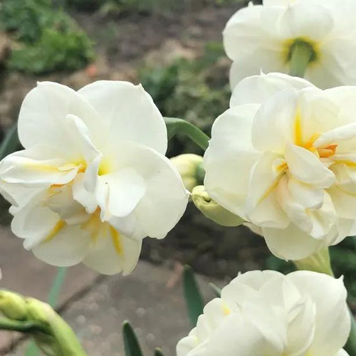Sir Winston Churchill Daffodil Flowers