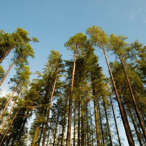 Mature Sitka Spruce Trees