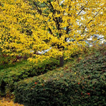 Small-leafed Lime tree in Autumn