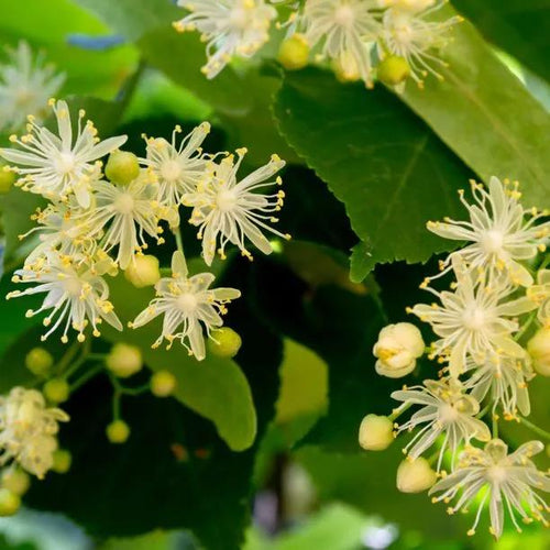 Small-leafed Lime tree flowers