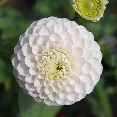 Small World Dahlia Flower