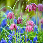 Purple snakes head fritillary flowers over Muscari flowers