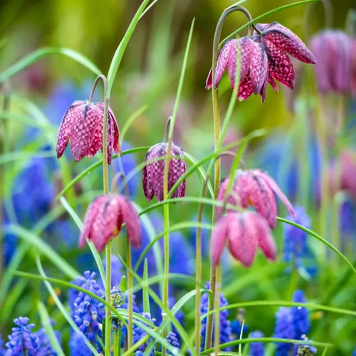 Purple snakes head fritillary flowers over Muscari flowers