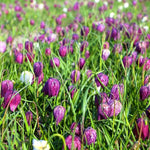 Meadow of purple snakes head fritillary flowers