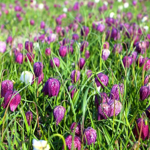 Meadow of purple snakes head fritillary flowers
