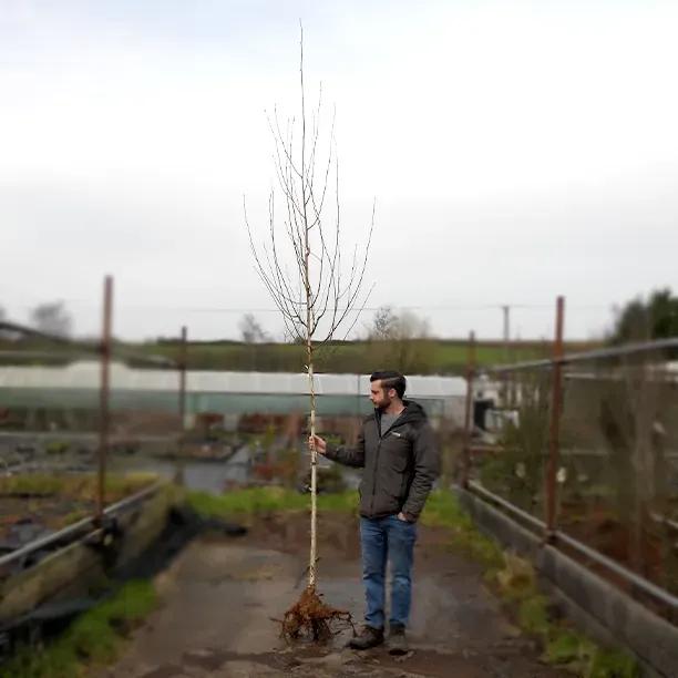 Bareroot Standard Snow Queen Birch 6cm to 8cm girth Tree