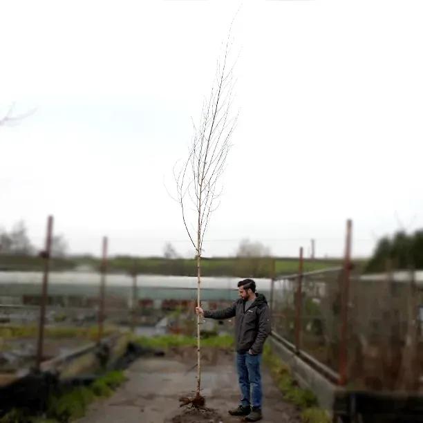 Bareroot Standard Snow Queen Birch 8cm to 10cm girth Tree