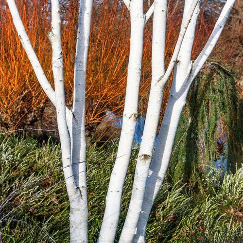 Snow Queen Birches bright white bark looks great in front of midwinter fire dogwoods