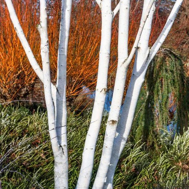 Snow Queen Birches bright white bark looks great in front of midwinter fire dogwoods