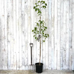 Snow Queen Birch Tree in 10L Pot