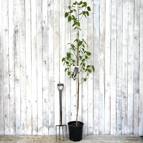 Snow Queen Birch Tree in 10L Pot