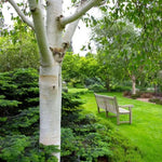 Mature Snow Queen Birch Bark