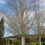 Mature Snow Queen Birch Trees in Winter