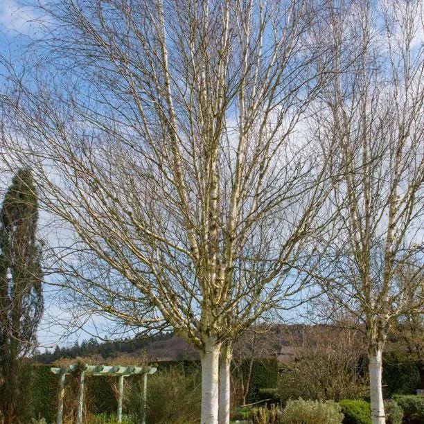 Mature Snow Queen Birch Trees in Winter