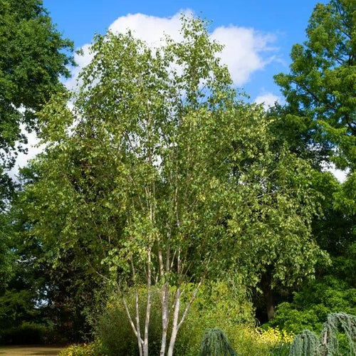 Mature Snow Queen Birch Trees in Spring